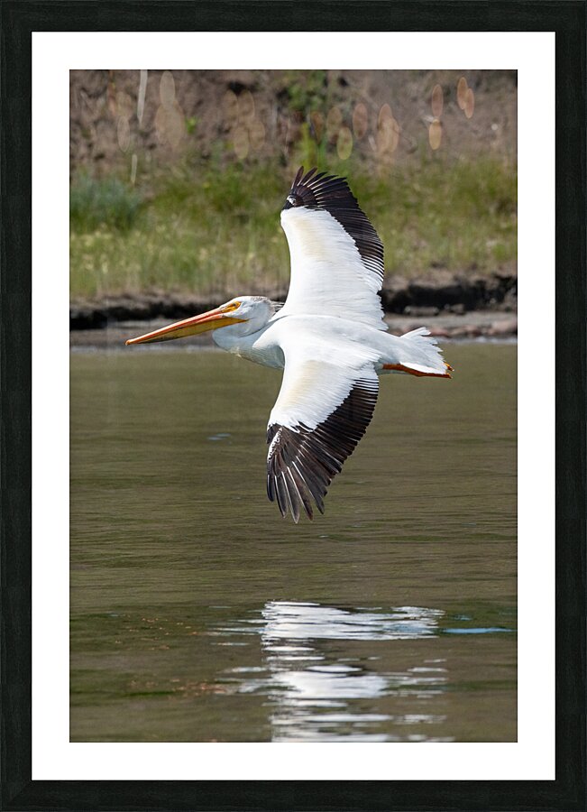 Pelicans 9976 Picture Frame print