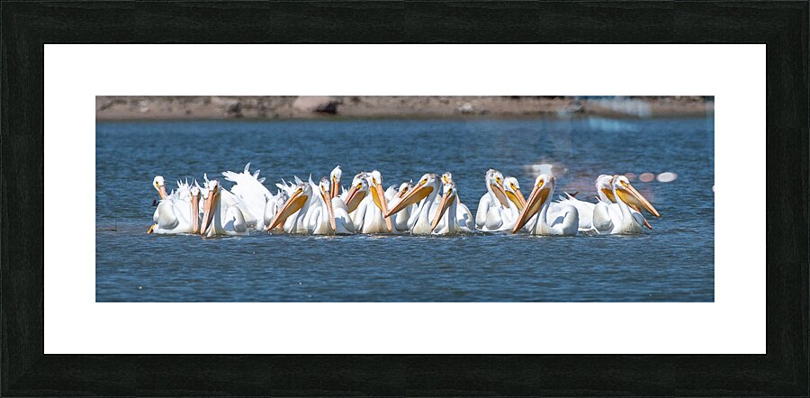 Pelicans 0150 Picture Frame print