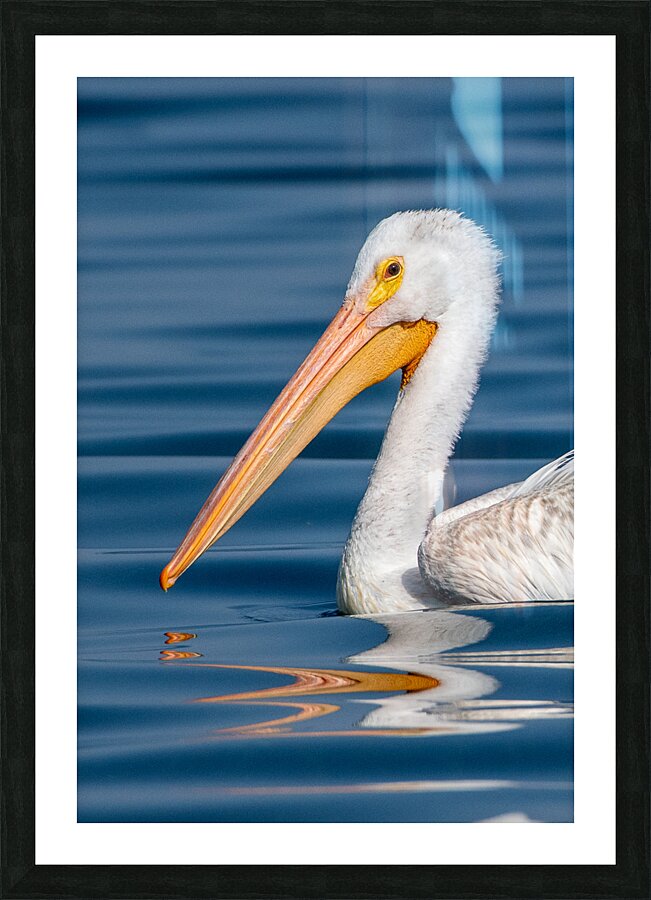 Pelican 1531 Picture Frame print