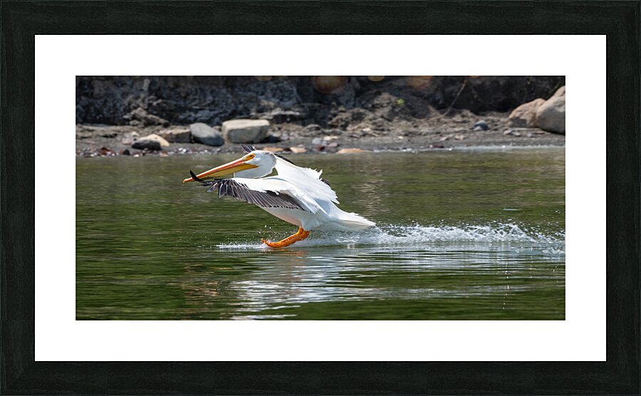 Pelicans 9989 Picture Frame print