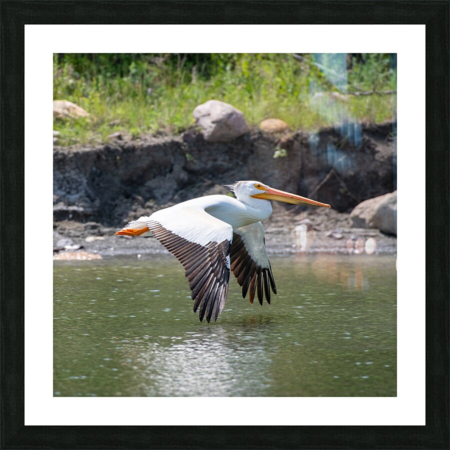 Pelicans 0008 Picture Frame print