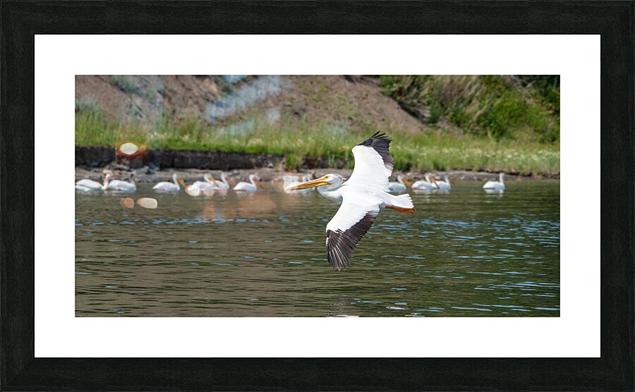 Pelicans 9972 Picture Frame print
