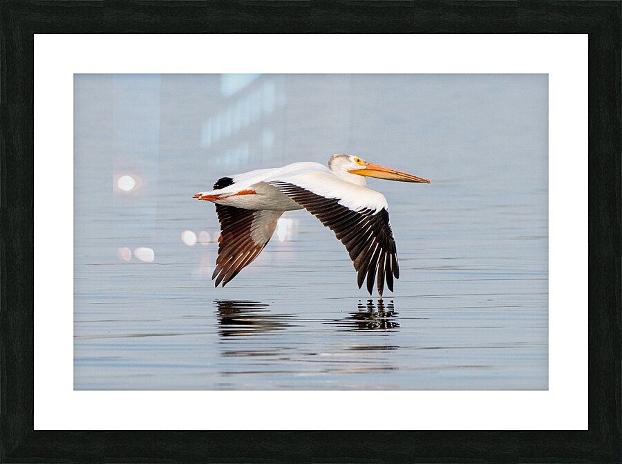 Pelicans 0253 Picture Frame print