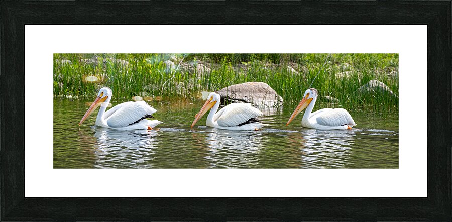 Pelicans 9837 Picture Frame print