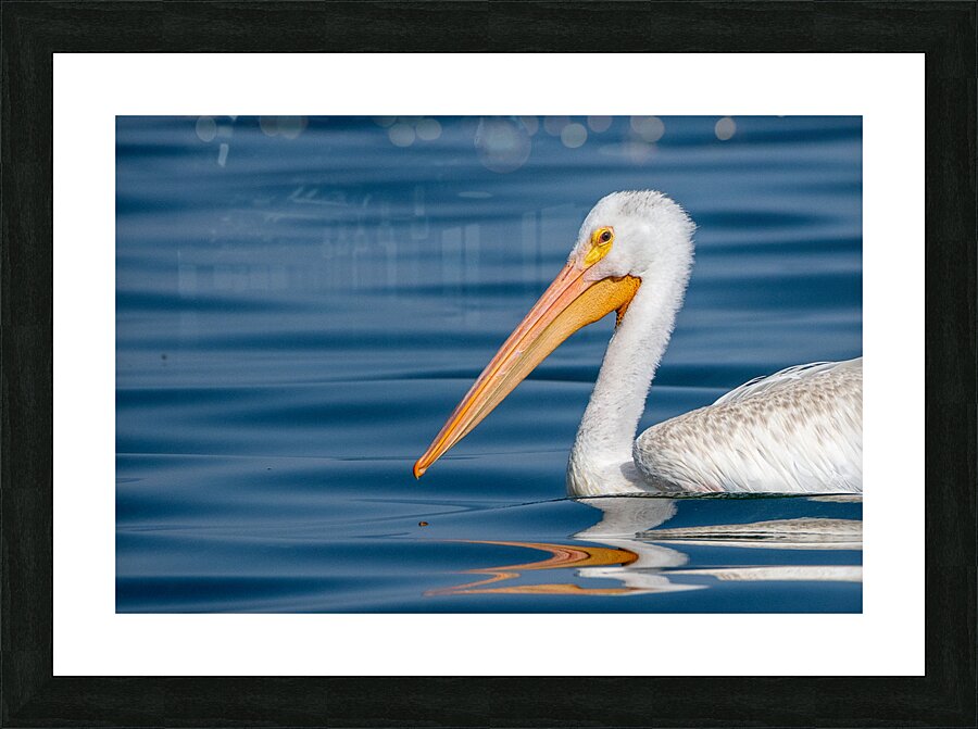 Pelican 1530 Picture Frame print