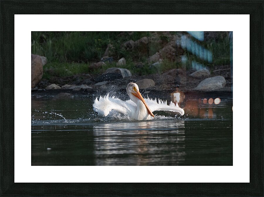 Pelicans 0292 Picture Frame print