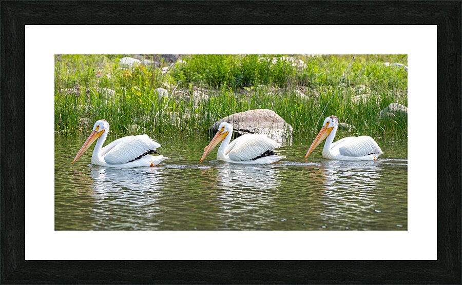 Pelicans 9836 Picture Frame print