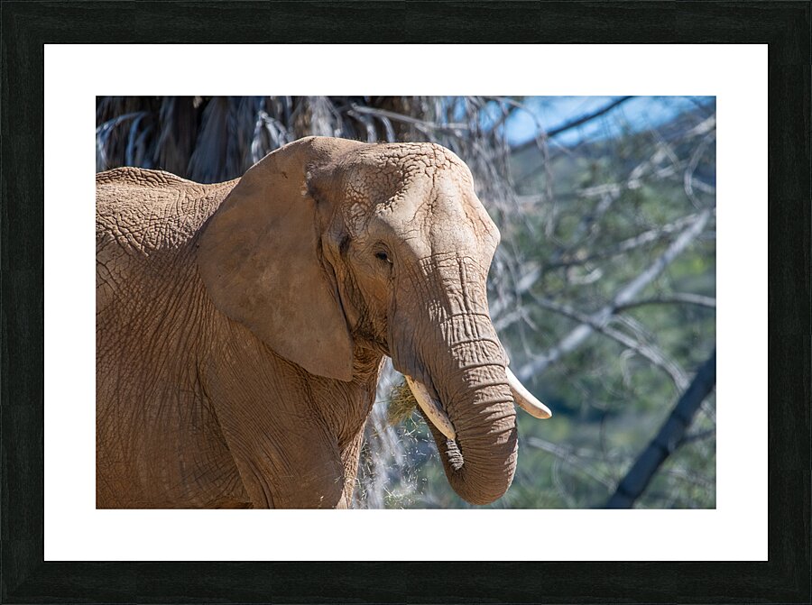 Elephant 7937 Picture Frame print