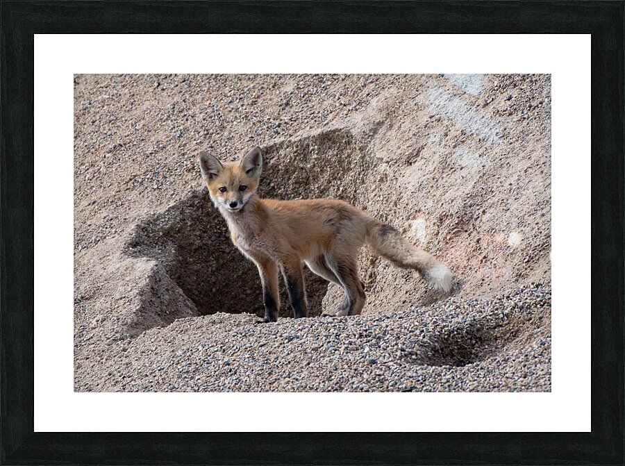 Red Fox 9081 Picture Frame print