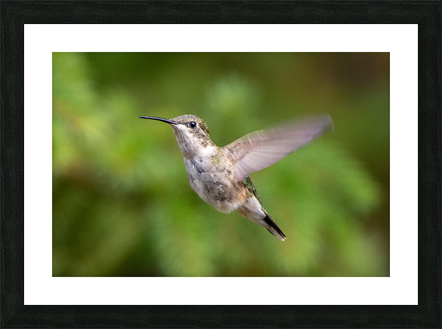 Female Ruby throated Hummingbird 1425 Picture Frame print