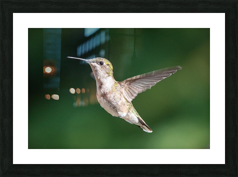 Female Ruby throated Hummingbird 0974 Picture Frame print