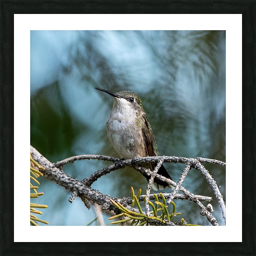 Female Ruby throated Hummingbird 1389 Picture Frame print