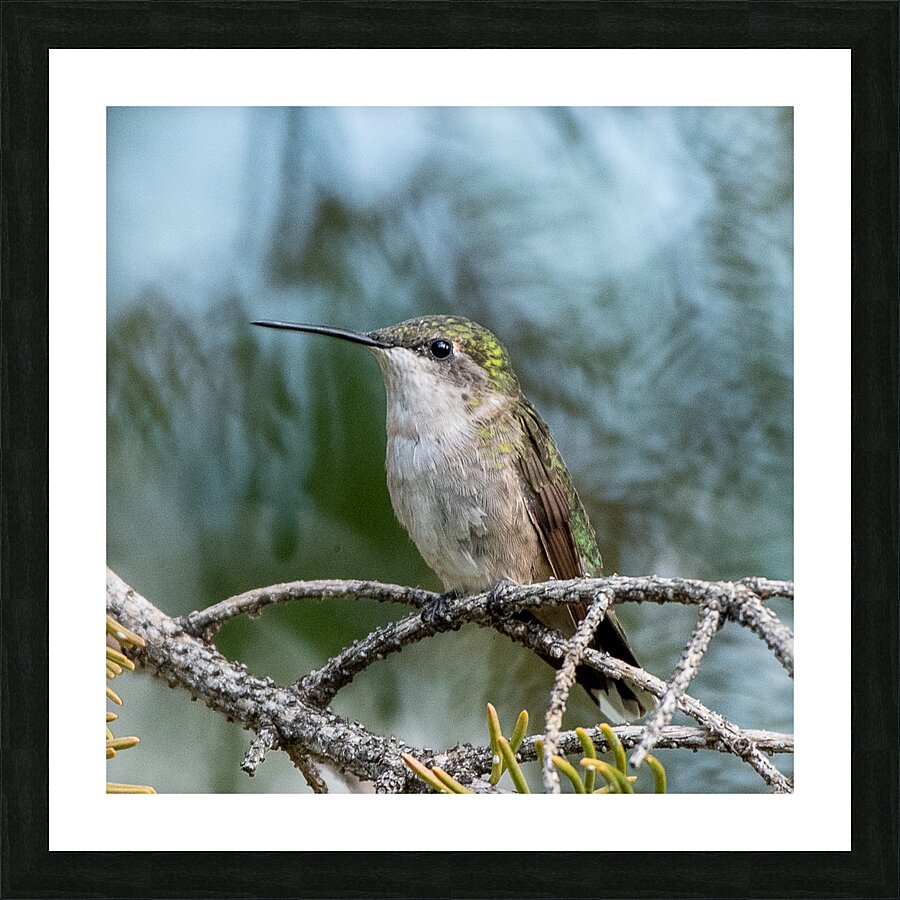 Female Ruby throated Hummingbird 1411 Picture Frame print
