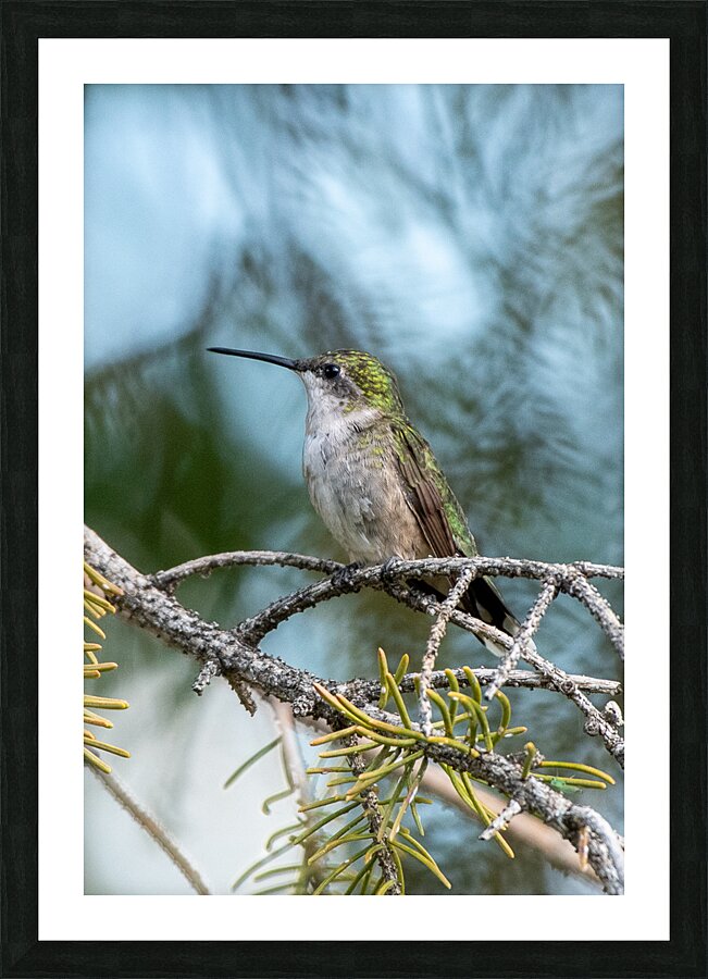 Female Ruby throated Hummingbird 1409 Picture Frame print