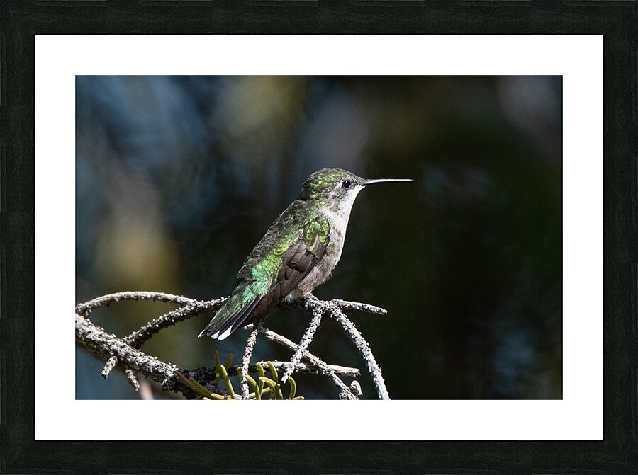 Female Ruby throated Hummingbird 1384 Picture Frame print