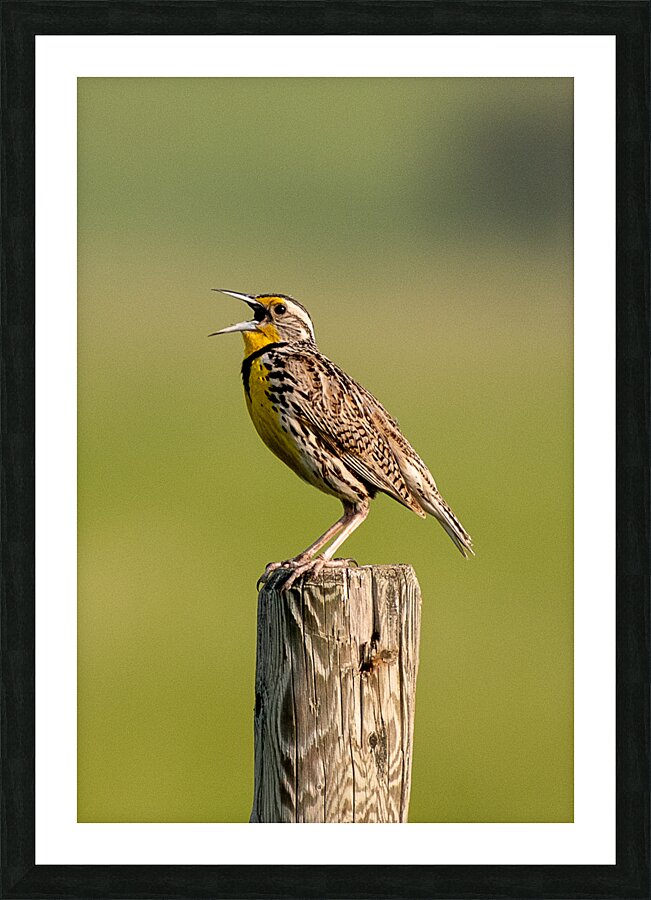 Western Meadowlark 9602 Picture Frame print
