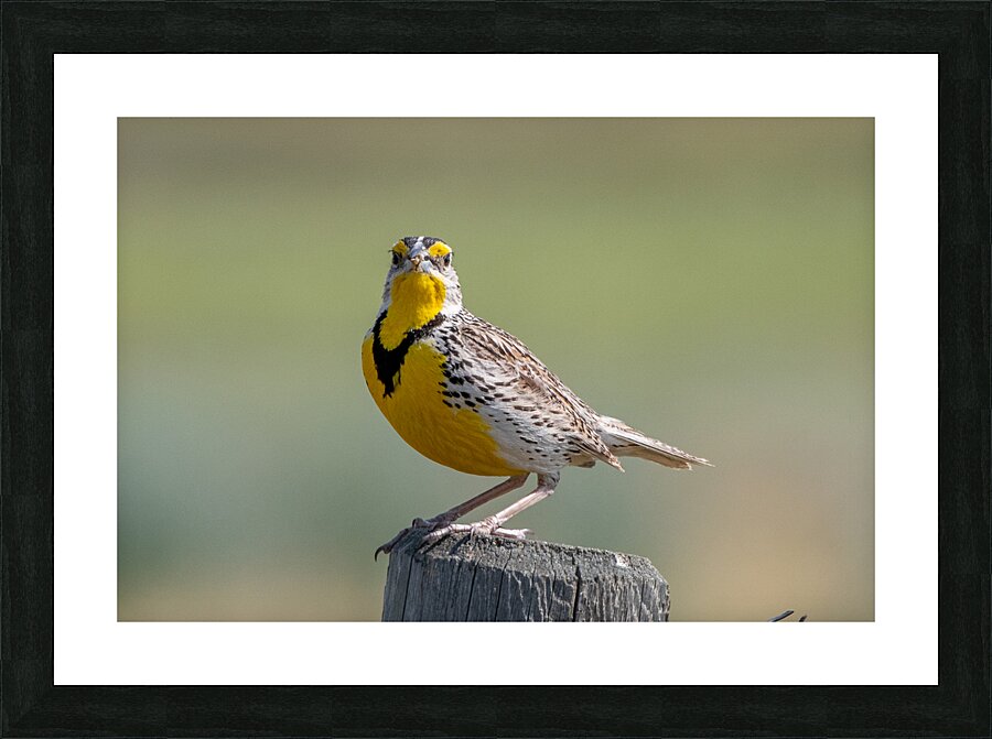 Western Meadowlark 0452 Picture Frame print
