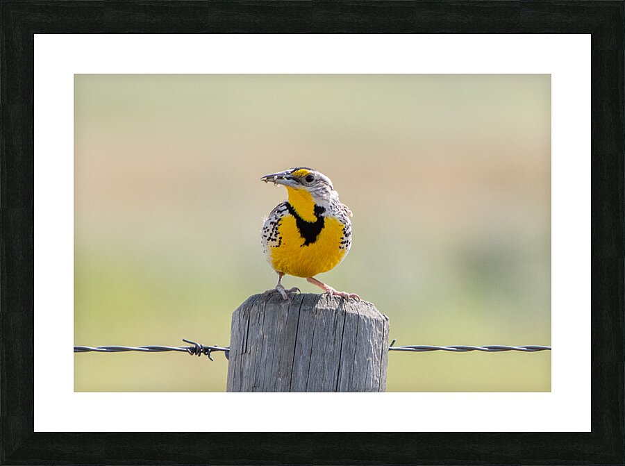 Western Meadowlark 0421 Picture Frame print