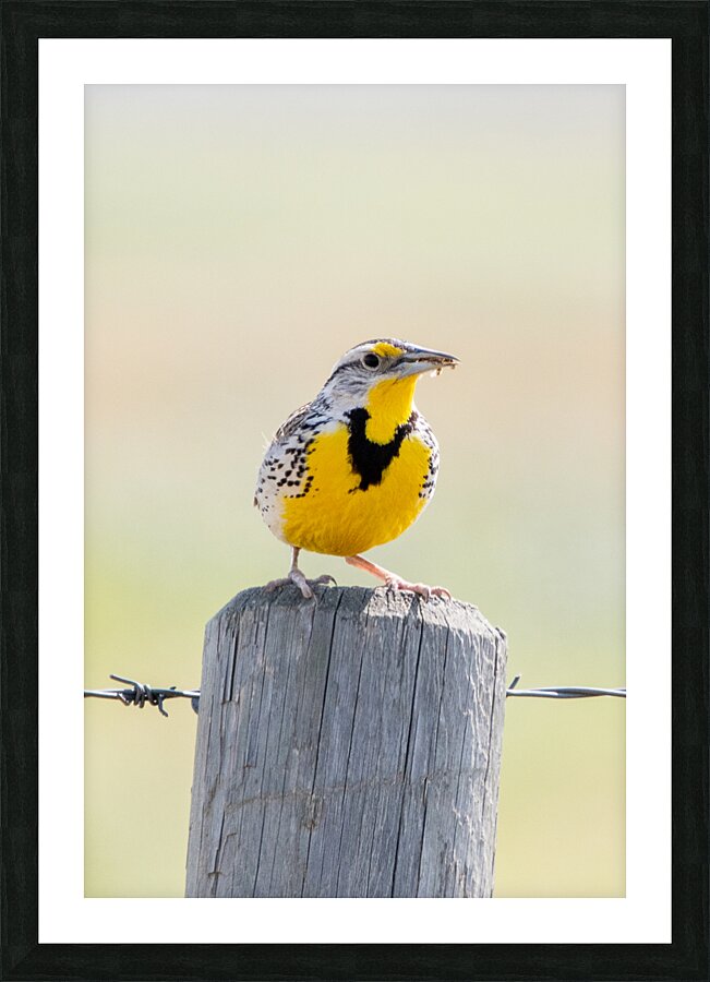 Western Meadowlark 0428 Picture Frame print