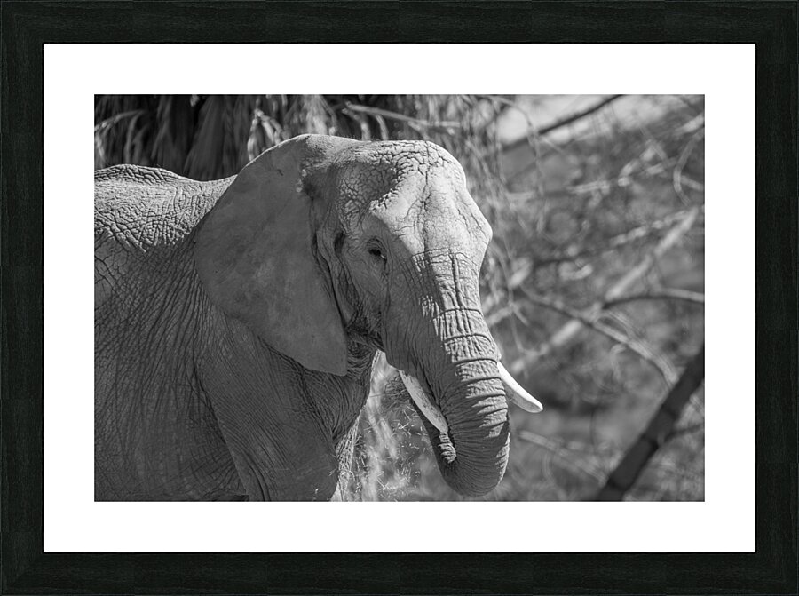 Elephant BW 7937 Picture Frame print