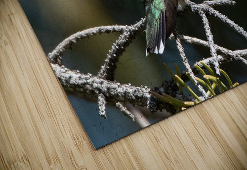 Female Ruby throated Hummingbird 1384 Bryan Bosley puzzle