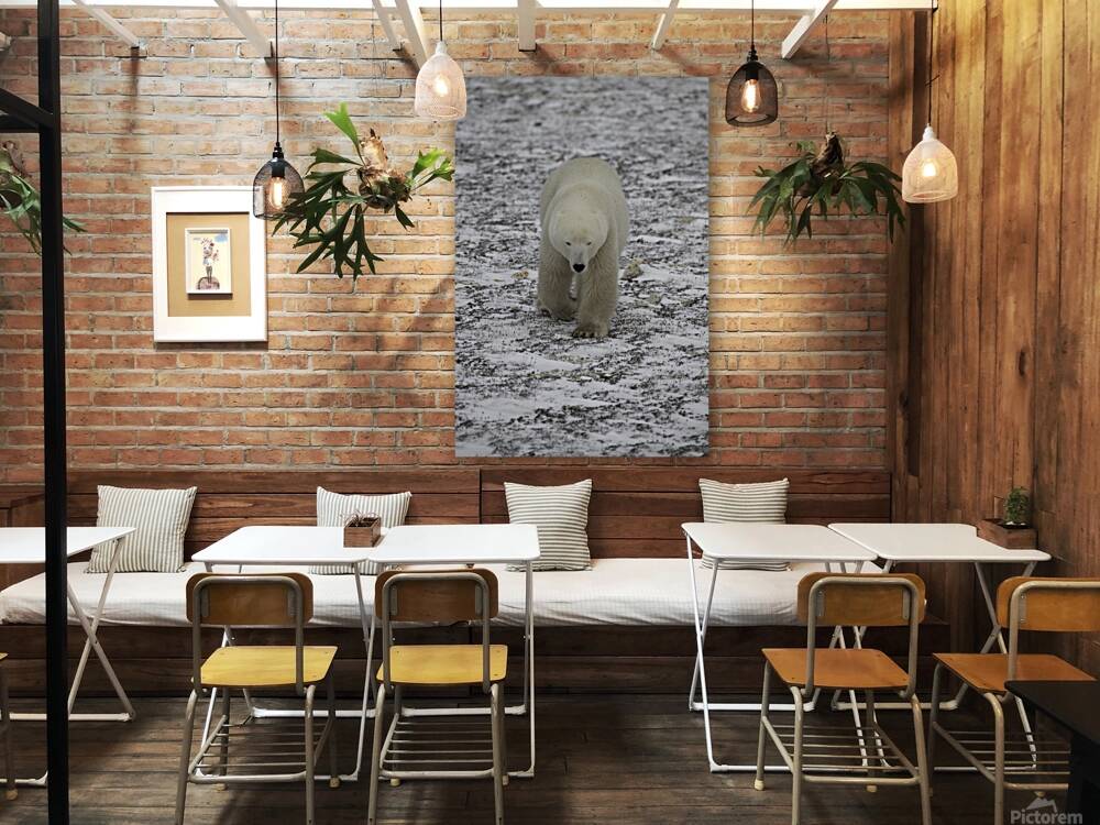 Polar Bear 4578 Reproduction