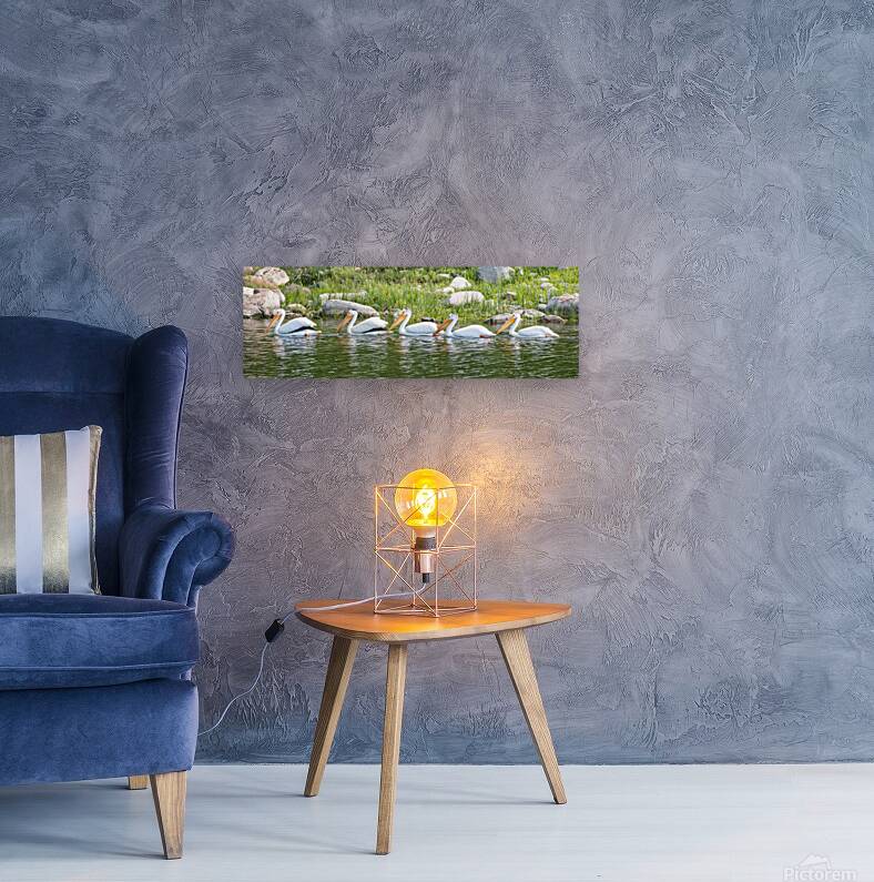 Pelicans 9847 Reproduction