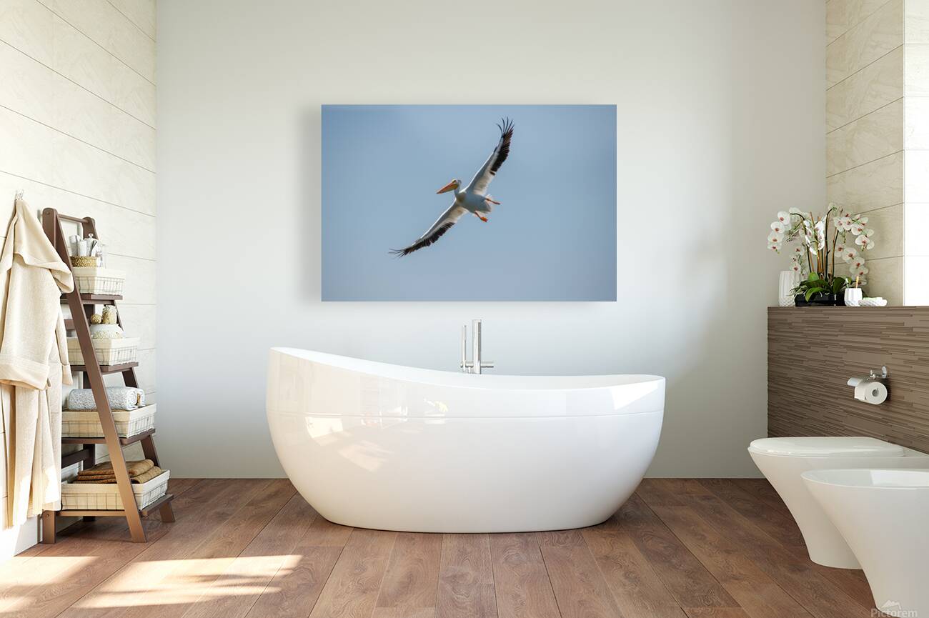 Pelicans 0651 Reproduction