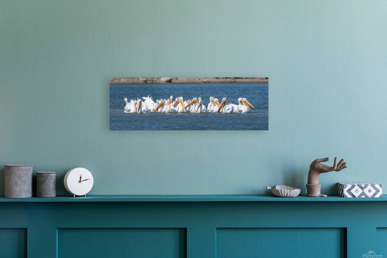 Pelicans 0150 Reproduction