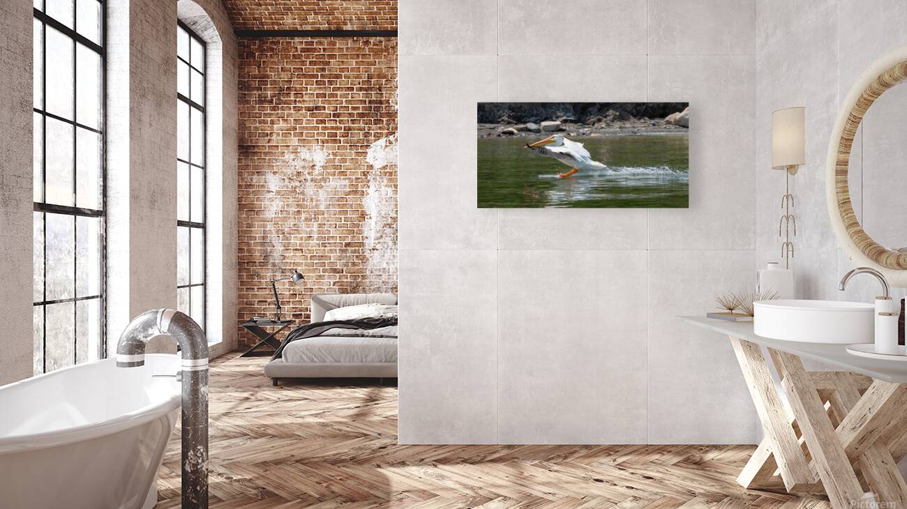 Pelicans 9989 Reproduction