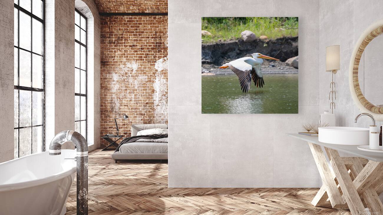 Pelicans 0008 Reproduction