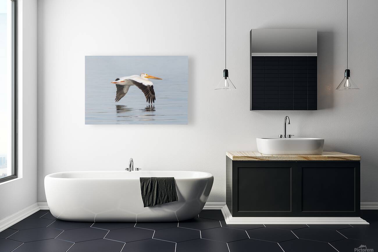 Pelicans 0253 Reproduction