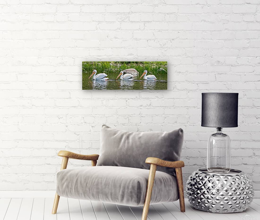 Pelicans 9837 Reproduction