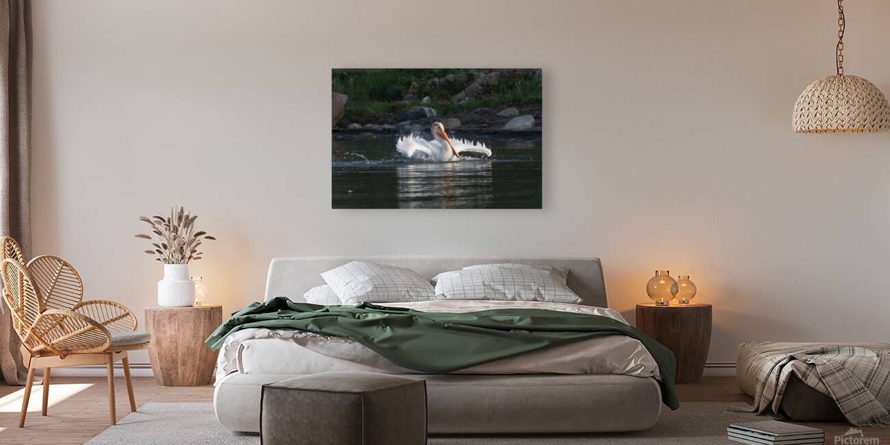 Pelicans 0292 Reproduction