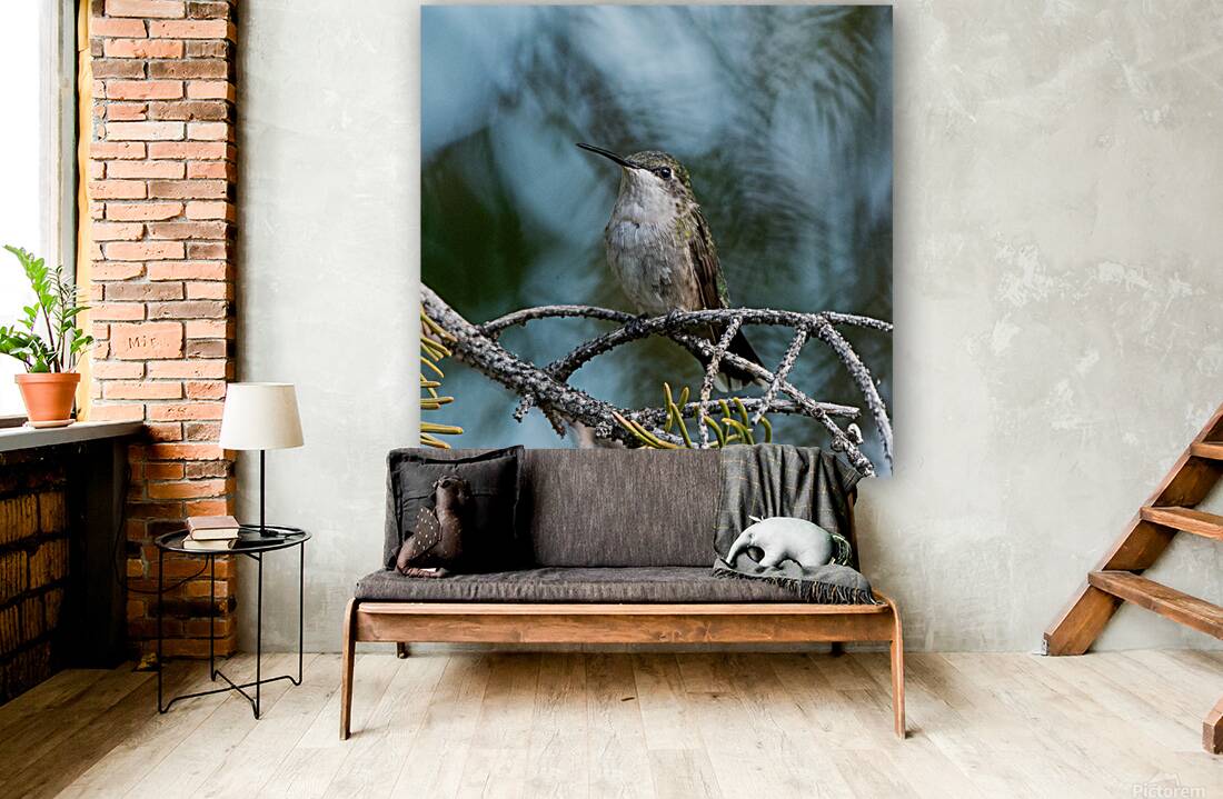 Female Ruby throated Hummingbird 1389 Reproduction