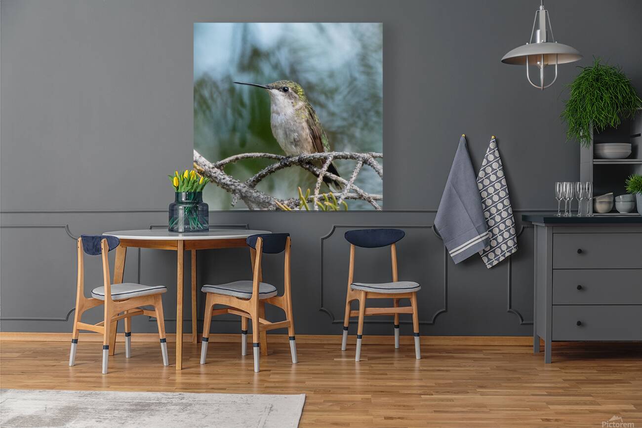 Female Ruby throated Hummingbird 1411 Reproduction