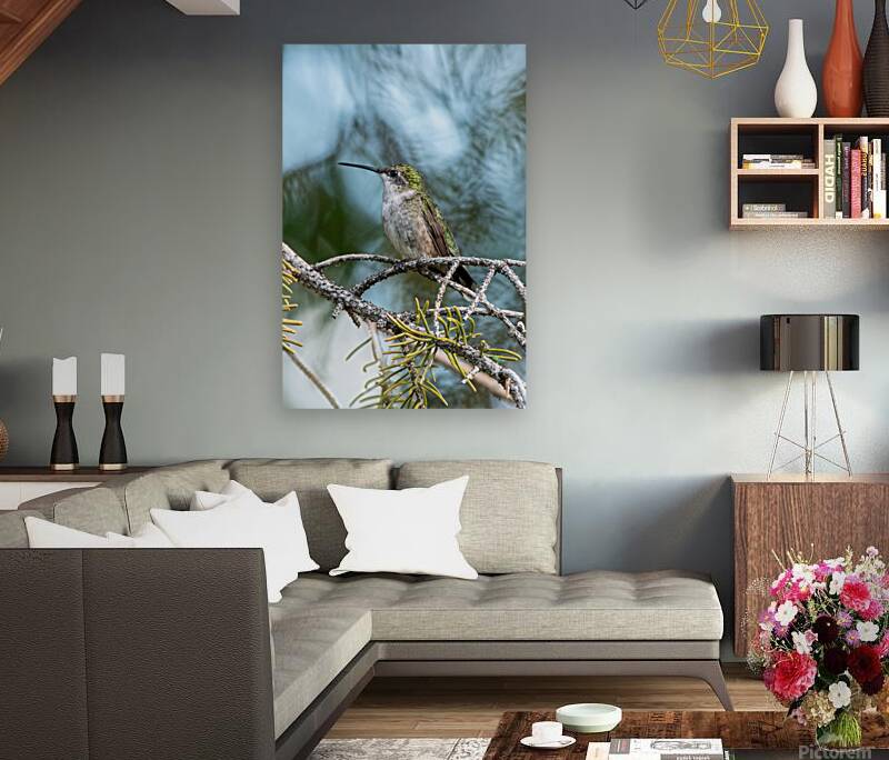 Female Ruby throated Hummingbird 1409 Reproduction