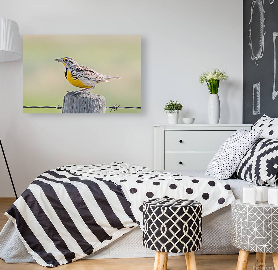 Western Meadowlark 0432 Reproduction