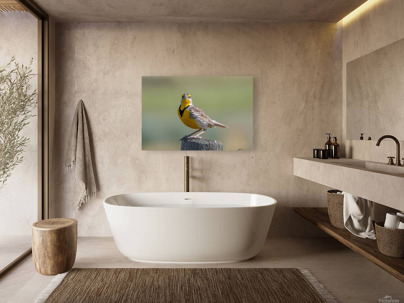 Western Meadowlark 0452 Reproduction