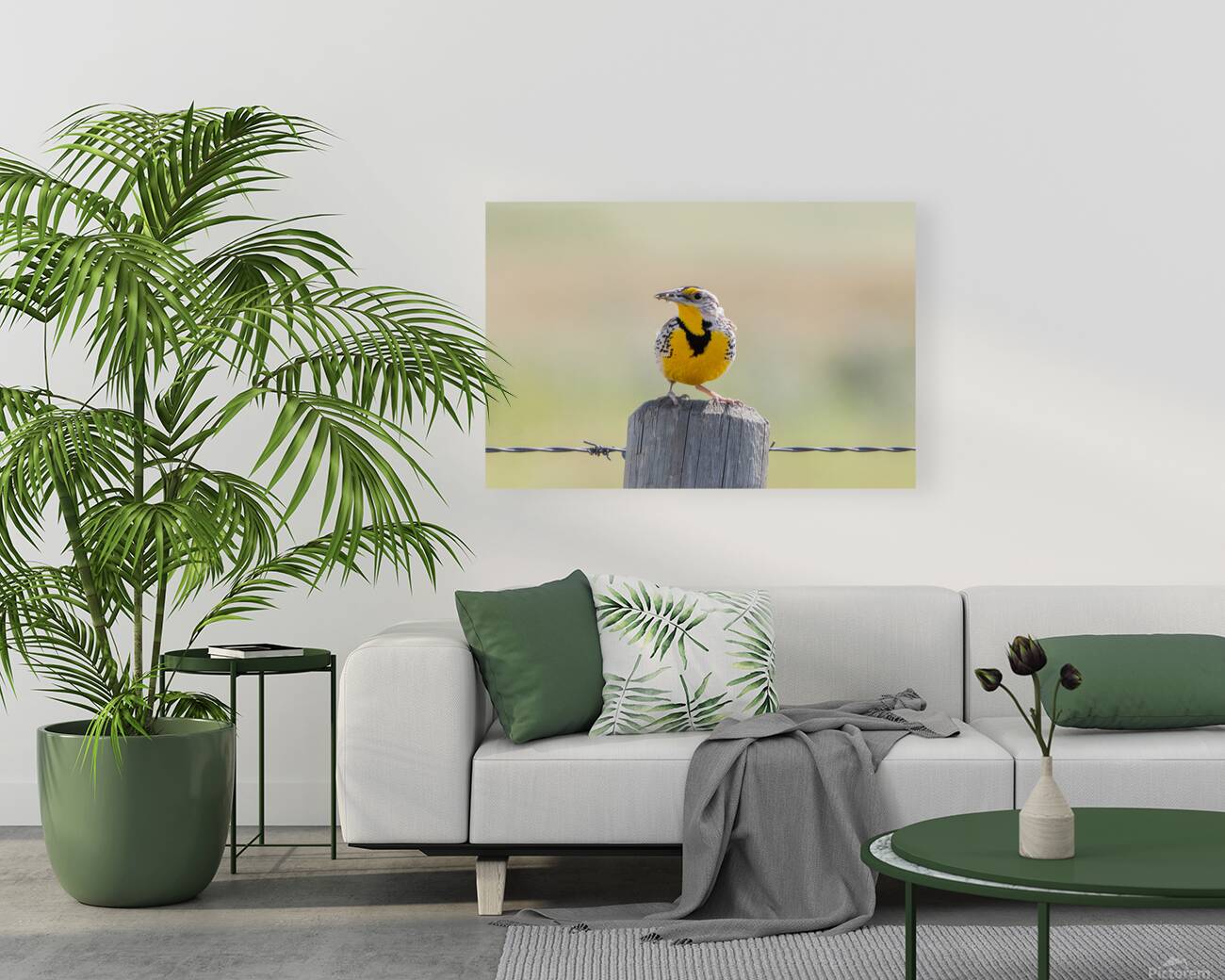 Western Meadowlark 0421 Reproduction