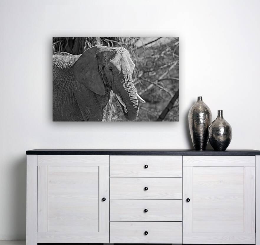 Elephant BW 7937 Reproduction