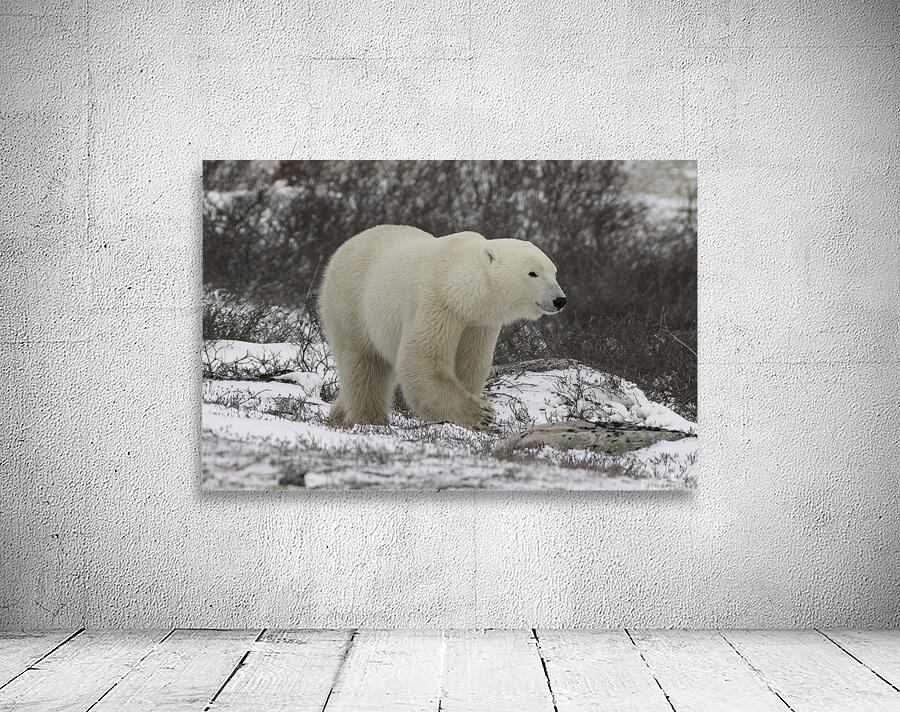 Polar Bear Wall Preview