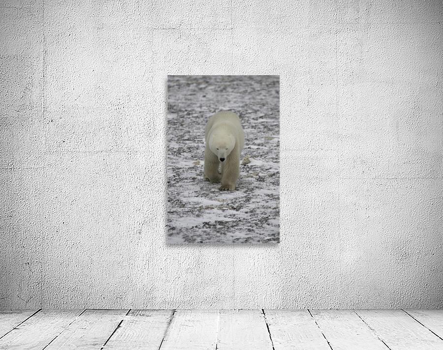 Polar Bear 4578 Wall Preview