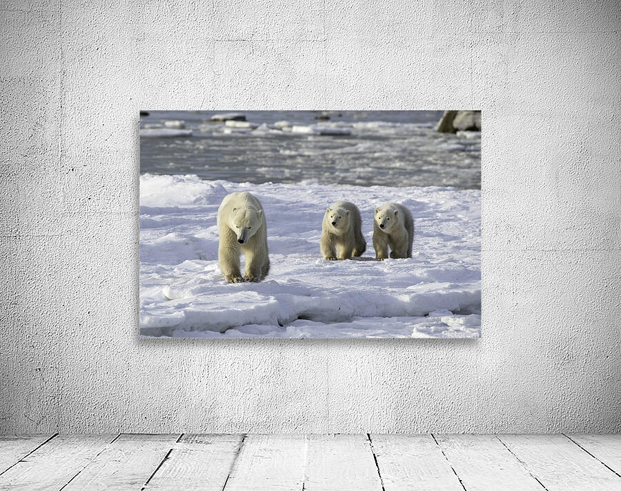 Polar Bear Mother and Cubs Wall Preview