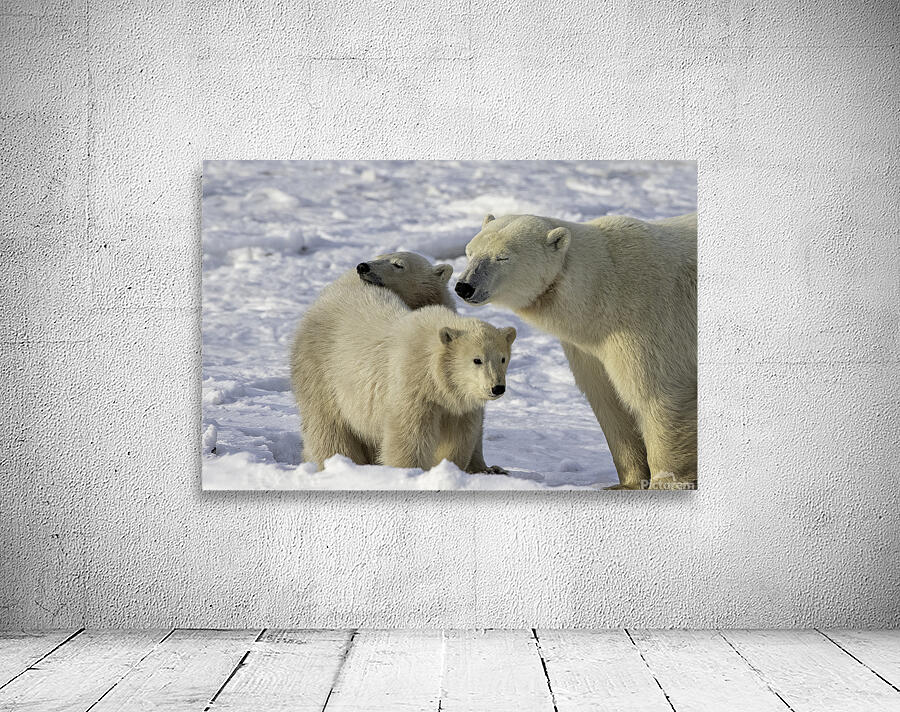 Polar Bear Mother and Cubs Wall Preview