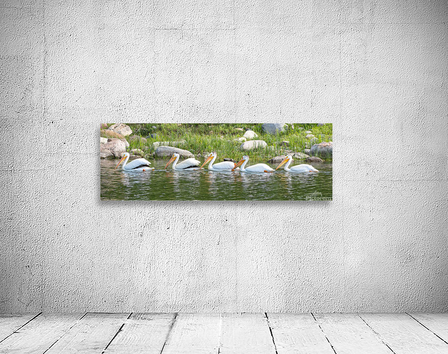 Pelicans 9847 Wall Preview