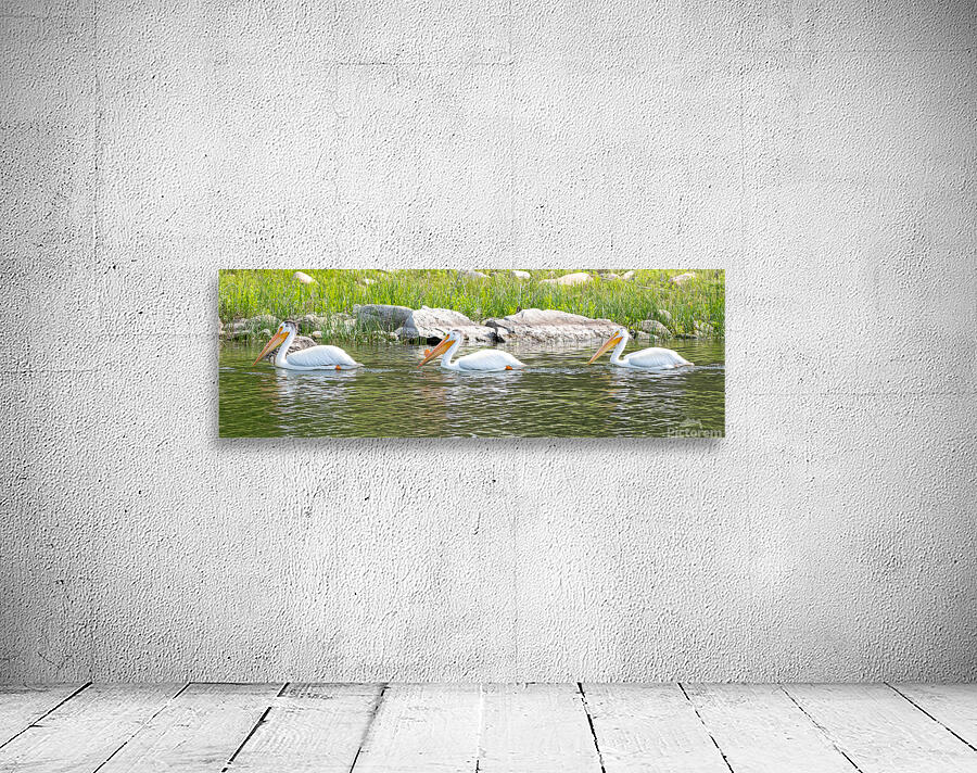 Pelicans 9842 Wall Preview