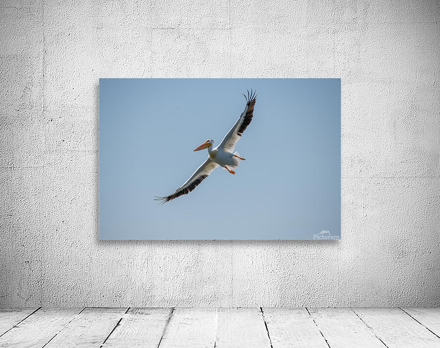 Pelicans 0651 Wall Preview