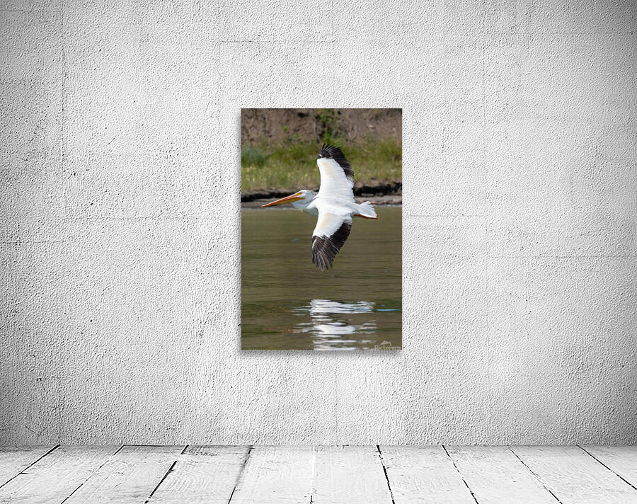 Pelicans 9976 Wall Preview