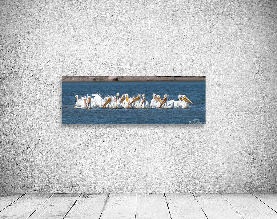 Pelicans 0150 Wall Preview